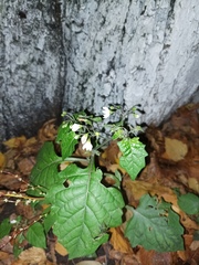 Solanum nigrum