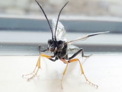 Tenthredo mandibularis