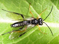 Tenthredo mandibularis