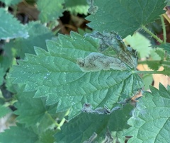 Agromyza pseudoreptans