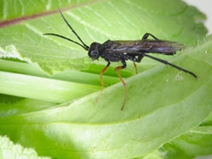 Tenthredo mandibularis
