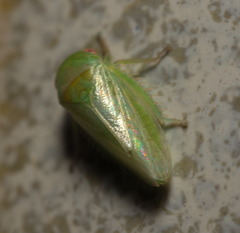 Hyalojassini