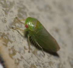 Hyalojassini