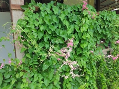 Antigonon leptopus