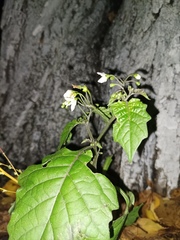 Solanum nigrum