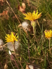 Crepis foetida