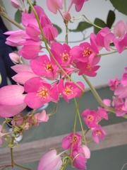 Antigonon leptopus