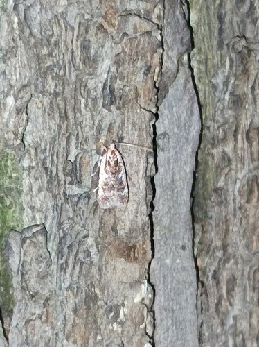 Agonopterix impurella