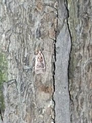 Agonopterix hypericella