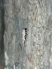 Agonopterix hypericella