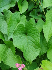 Antigonon leptopus