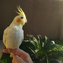Nymphicus