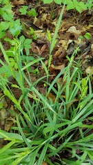 Carex blanda