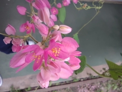 Antigonon leptopus