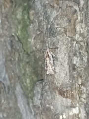 Agonopterix hypericella