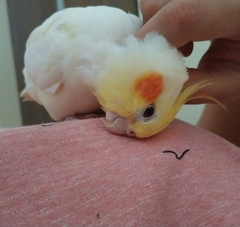 Nymphicus