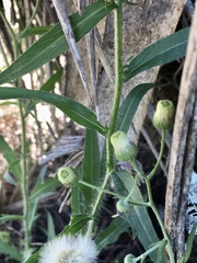 Erigeron lorentzii