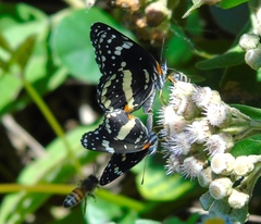 Chlosyne lacinia crocale