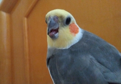 Nymphicus