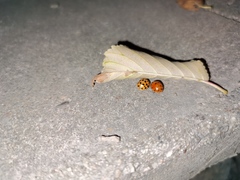 Harmonia axyridis