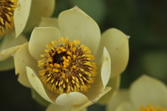 Leucadendron discolor