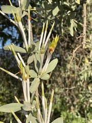 Agelanthus natalitius