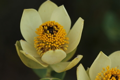 Leucadendron discolor