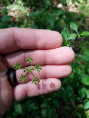 Thaspium trifoliatum