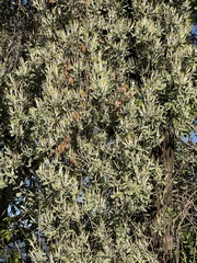 Agelanthus natalitius