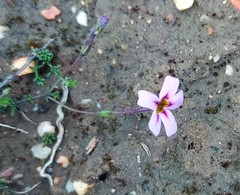 Jamesbrittenia aspalathoides