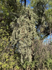 Agelanthus natalitius