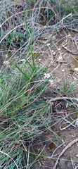 Jamesbrittenia aspalathoides