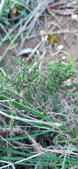 Jamesbrittenia aspalathoides