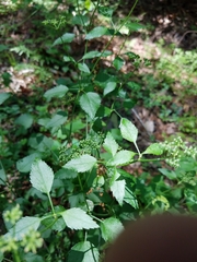 Thaspium trifoliatum