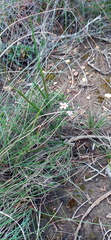 Jamesbrittenia aspalathoides