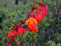 Berberis trigona
