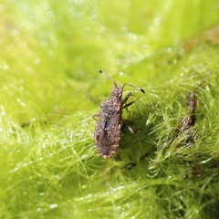 Scolopocerus granulosus