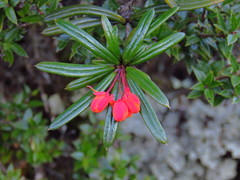 Berberis trigona