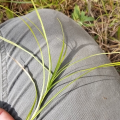 Carex muskingumensis