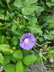 Ipomoea