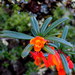 Berberis trigona - Photo (c) clazul, alguns direitos reservados (CC BY-NC)