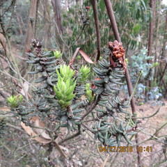 Bejaria resinosa