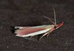 Peoria approximella