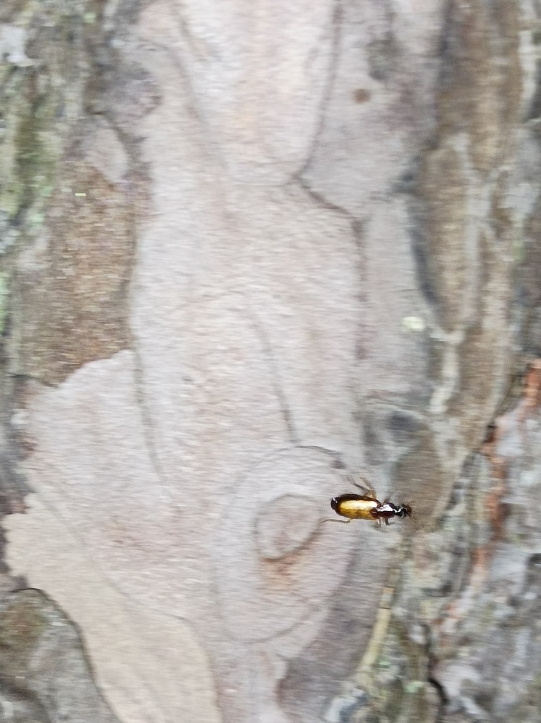 Dromius schneideri