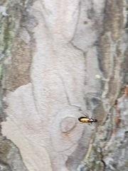 Dromius schneideri