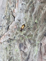 Dromius schneideri