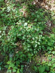 Thaspium trifoliatum