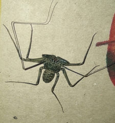 Phrynus operculatus