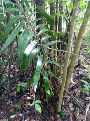 Zamia prasina