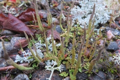 Cladonia cornuta cornuta